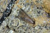 Fossil Crocodile Tooth In Rock - Aguja Formation, Texas #88723-2